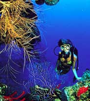 Two Tank Reef Dive